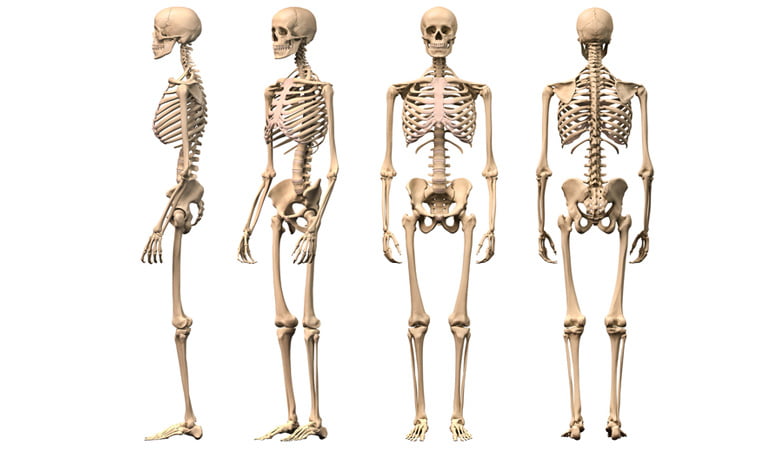 có bao nhiêu khớp trong cơ thể