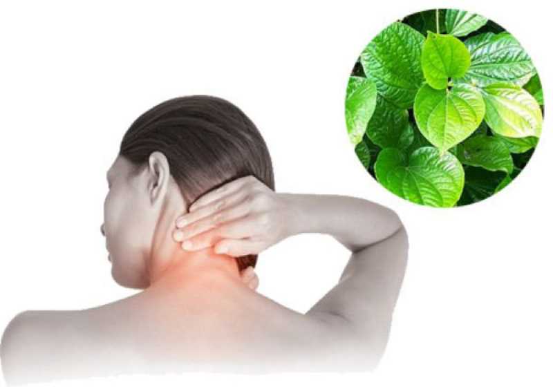 Bạn cần lưu ý khi sử dụng lá lốt chữa đau nhức xương khớp