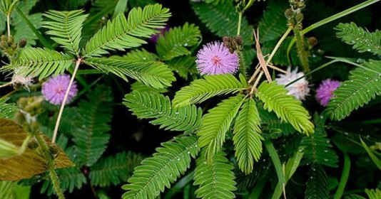 cách chữa đau xương khớp bằng cây xấu hổ