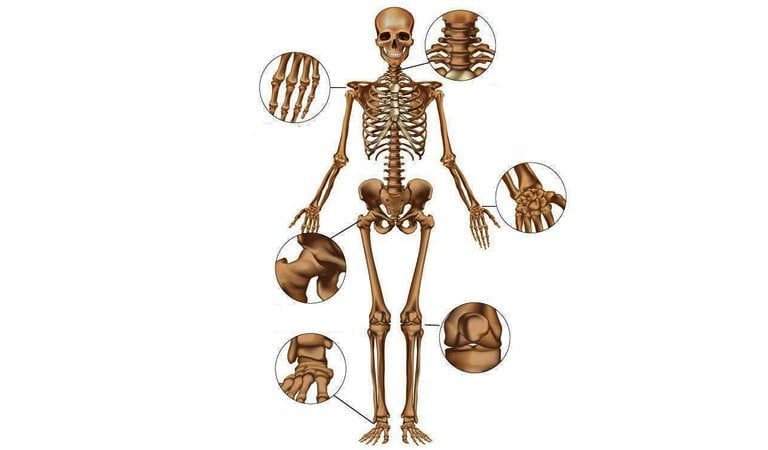 cơ thể con người có bao nhiêu khớp